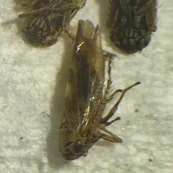 Macrosteles horvathi